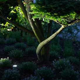 Horisontalt spot i bonsai