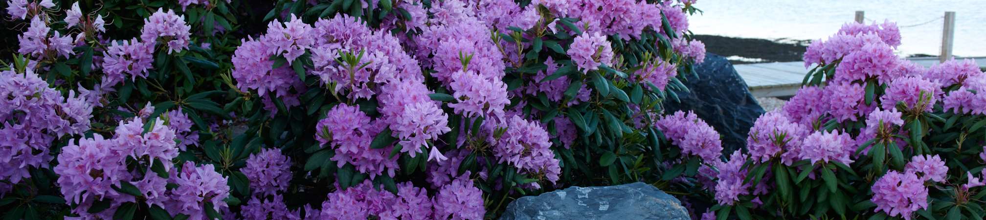 Violette rhododendron ved kysten